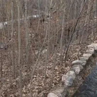 نهال صنوبر تبریزی قیمت مناسب کیفیت بالا|خدمات باغبانی و درختکاری|مشهد, بهمن|دیوار