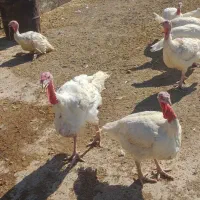 بوقلمون ارگانیک نر