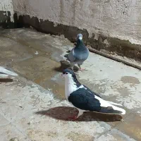 پرنده کفتر ۳ عدد جفتگاه قلدر پرشی المانی رنگه ساده