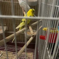 قفس پرنده سایز بزرگ
