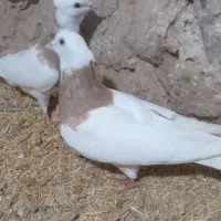 طوقی|پرنده|شیروان (خراسان), |دیوار