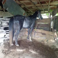 اسب سواری و باری