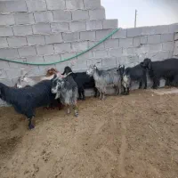 بز.کهره .میش|حیوانات مزرعه|مرودشت, استادیوم‎|دیوار