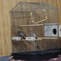 یک جفت عروس هلندی نر و ماده|پرنده|پارسآباد, |دیوار