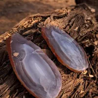 سنگ کلکسیونی|کلکسیون و سرگرمی|شوشتر, |دیوار