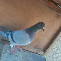 کبوتر پلاکی