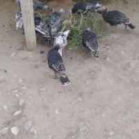 بوقلمون|حیوانات مزرعه|زاغه, |دیوار