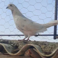 کبوتر ساده و تکپر|پرنده|مینودشت, |دیوار