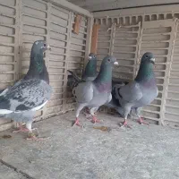 کبوتر مسافتی یا آلمانی