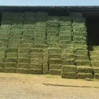 فروش عمده کاه لوبیا،کاه گندم خرمن کوب، یونجه|حیوانات مزرعه|شیروان (خراسان), |دیوار