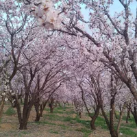 باغ کشاورزی محدوده پل زمانخان|فروش دفتر صنعتی، کشاورزی، تجاری|خمینی‌شهر, |دیوار