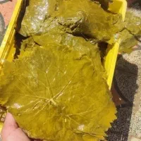 برگ مو و خیارشور وآبغوره