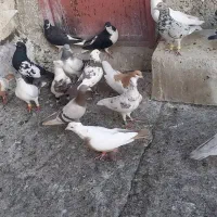 کبوتر شریف آباد