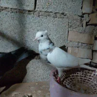 صلیحاویه دارخوین