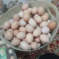 فروش تخم مرغ محلی گلپایگان