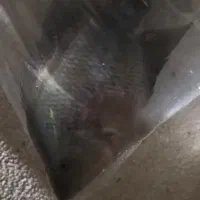 ماهی فلاور بزرگ و مولی مولد|ماهی|گراش, |دیوار