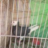 کبوتر شازده ماده|پرنده|اصفهان, مسجد مصلی|دیوار