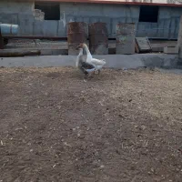 قوغاز|حیوانات مزرعه|ایواوغلی, |دیوار