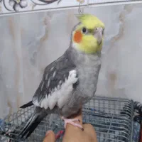 عروس هلندی سخنگو