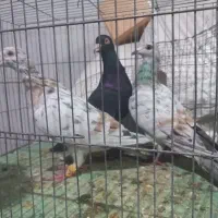 دو عدد ماده سرور خطی و یک عدد ماده سرک سیاه