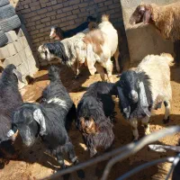 بزغاله|حیوانات مزرعه|کوزران, |دیوار