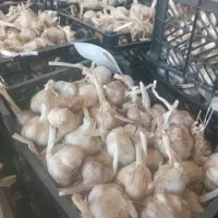 سیر تازه همدان یک دست تمیز