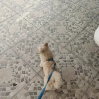 سگ پامر باهوش