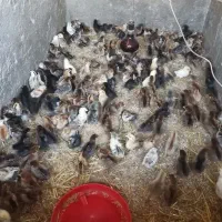 دستگاه جوجه کشی 504 تای هدایت|حیوانات مزرعه|تاتار علیا, |دیوار