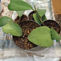 هویای قلبی و هویای کروهنیانا.انار.نارنگی لیمو ترش|گل و گیاه طبیعی|تبریز, |دیوار