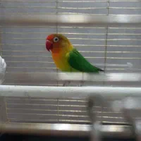 برزیلی فیشر