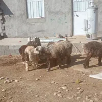 میش وبره|حیوانات مزرعه|صمصامی, |دیوار