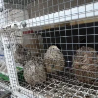 بلدرچین بالغ