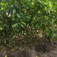 نهال محلی پرتقال