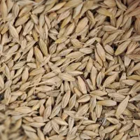 فروش جو محلی تمیز