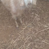 فروش کهره|حیوانات مزرعه|نی‌ریز, |دیوار