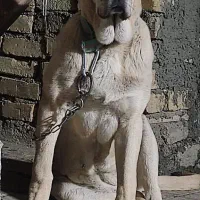 سگ پژدر ماده