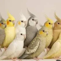عروس هلندی پیدا شده