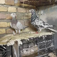 یک جفت کبوترنامبر نروماده