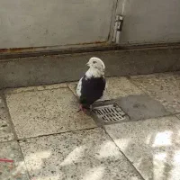 کبوتر پر|پرنده|شهرکرد, |دیوار