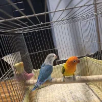 جوجه طوطی برزیلی رنگ خاص و جفت یووینگ و اپلاین|پرنده|تهران, نصرت|دیوار