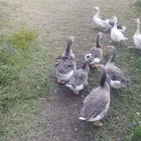 غاز محلی|حیوانات مزرعه|فومن, |دیوار