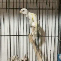 قناری جیبوس