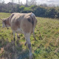 گاو سیمینتال شکم دار لیشه|حیوانات مزرعه|کیاشهر, |دیوار