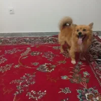 پامر روباهی نر