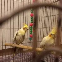 یک جفت عروس هلندی