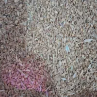 گندم دیمه اعلا