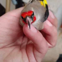 فروش سهره کرمانی