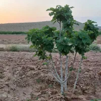 گوده انجیر