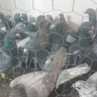 50تاکفترپرشی