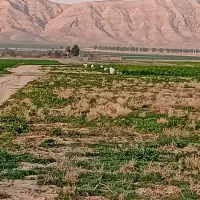 زمین-پسته-در-روستای-نجم-آباد